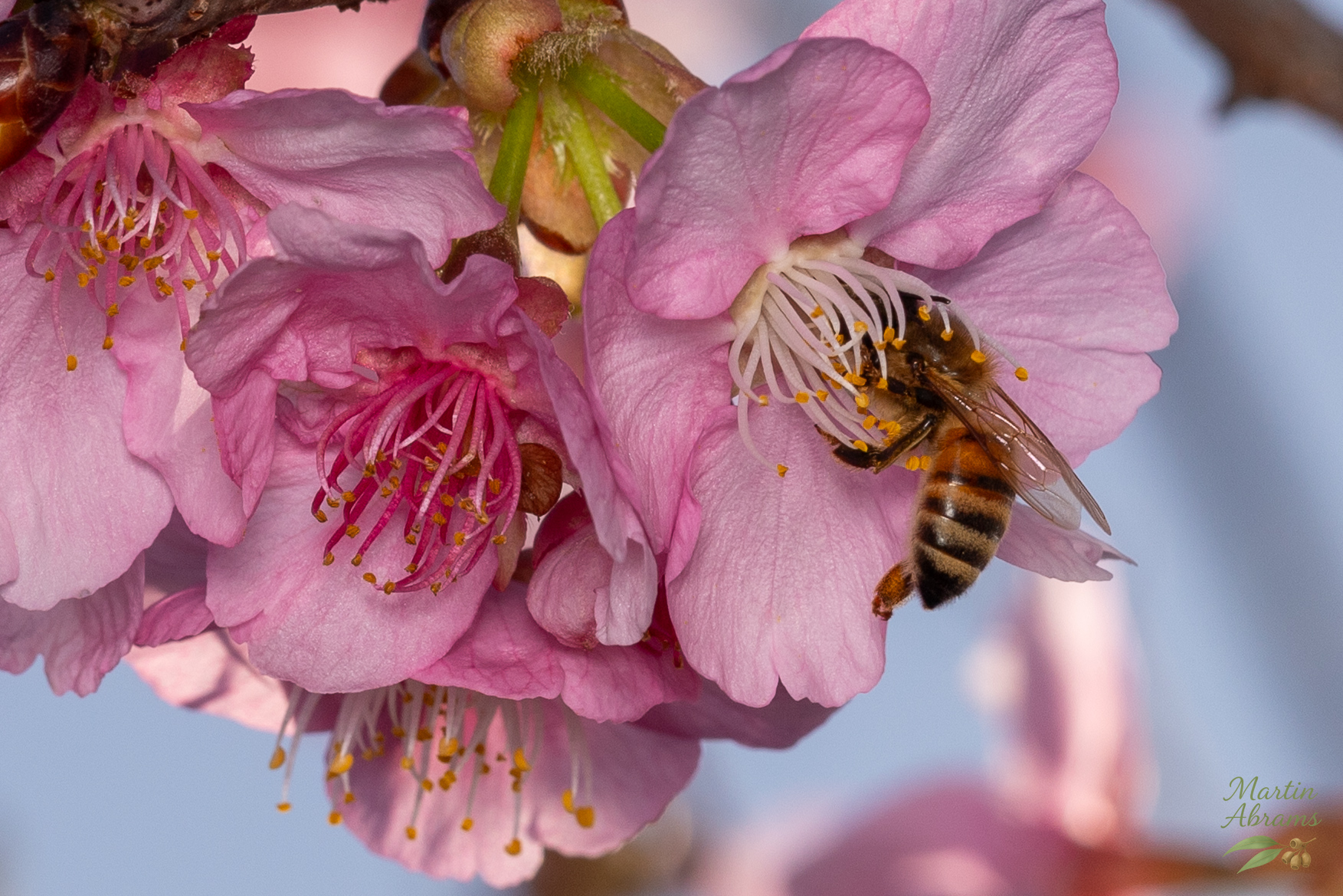Insects - Bee om Ume near house